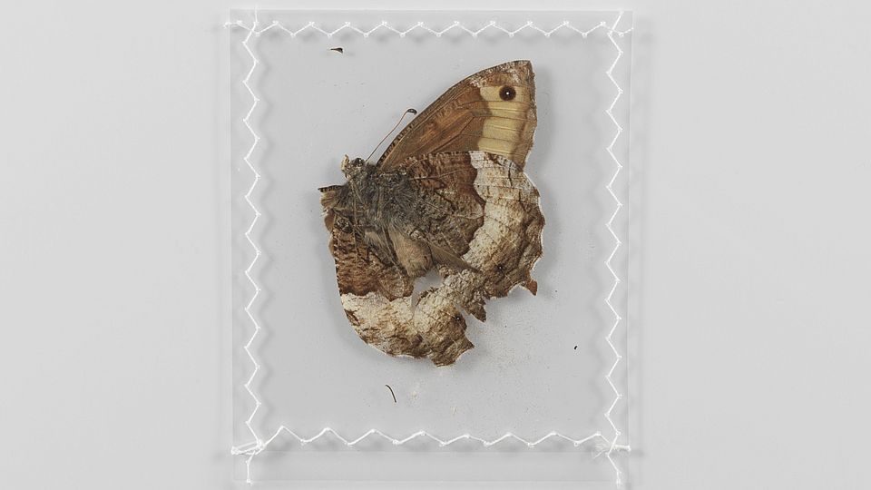 Der Schmetterling wurde im Skizzenbuch belassen und in Plastik eingenäht. UB Basel, NL 305: C 6. 